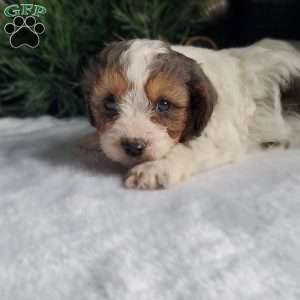 Leo, Cavapoo Puppy