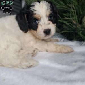 Lola, Cavapoo Puppy