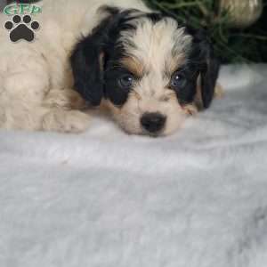 Lola, Cavapoo Puppy