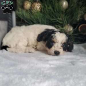 Lola, Cavapoo Puppy