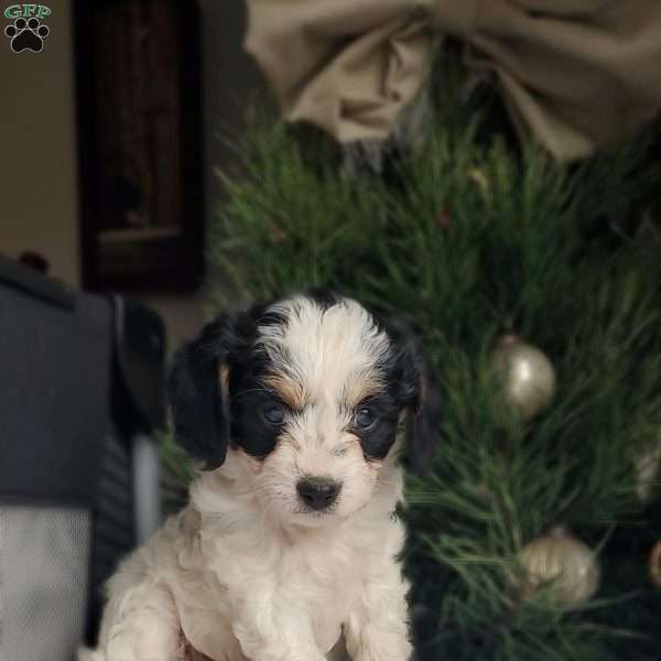 Lola, Cavapoo Puppy