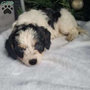 Lola, Cavapoo Puppy