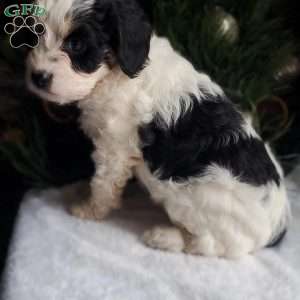 Liam, Cavapoo Puppy