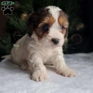 Leo, Cavapoo Puppy