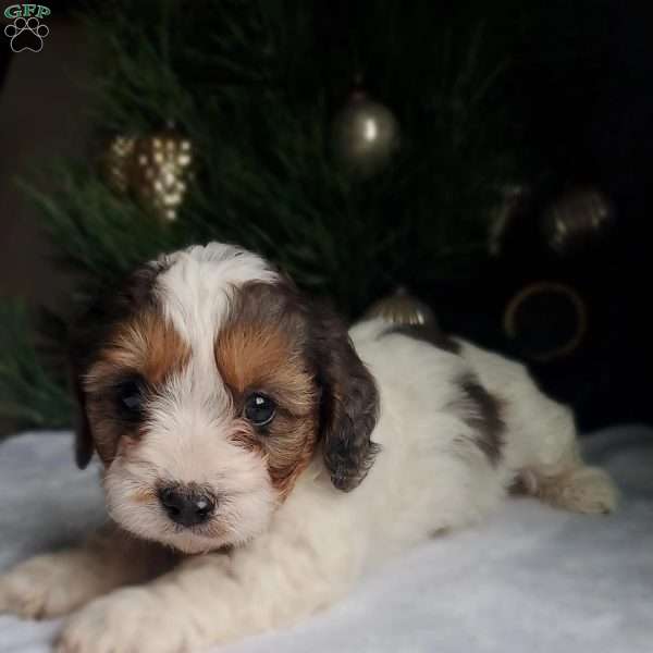 Leo, Cavapoo Puppy