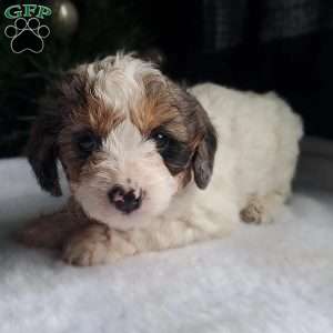 Lilly, Cavapoo Puppy