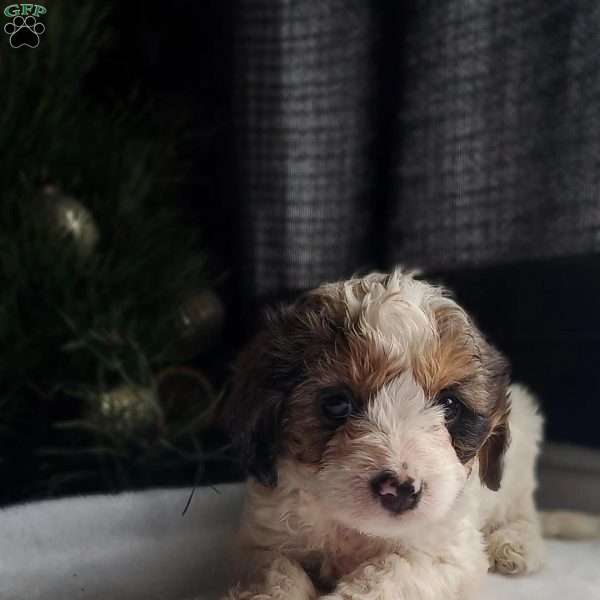 Lilly, Cavapoo Puppy