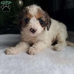 Lilly, Cavapoo Puppy