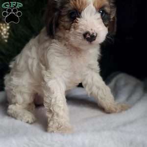 Lilly, Cavapoo Puppy