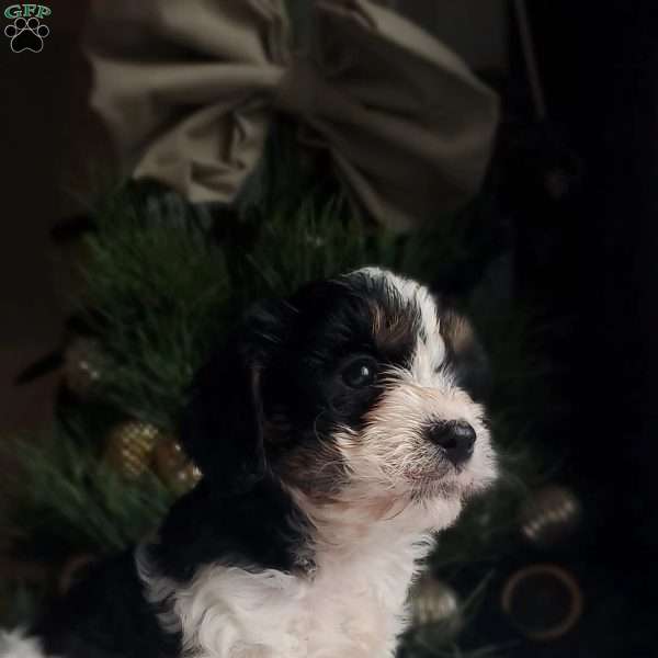 Liam, Cavapoo Puppy