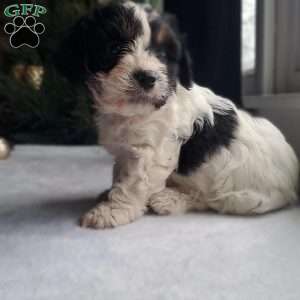 Liam, Cavapoo Puppy