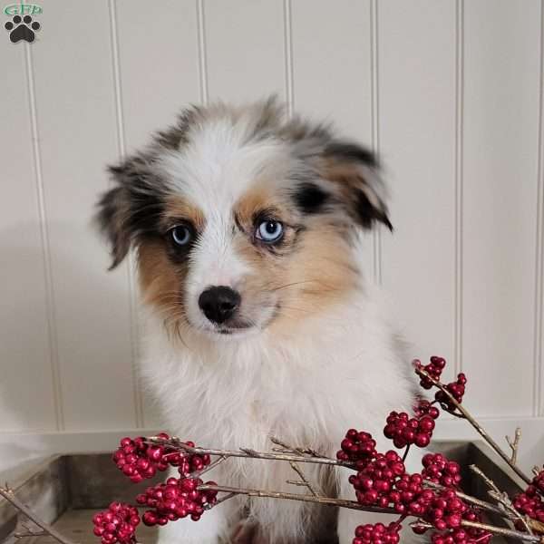 Oakley, Toy Australian Shepherd Puppy