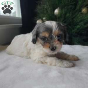 Lacy, Cavapoo Puppy