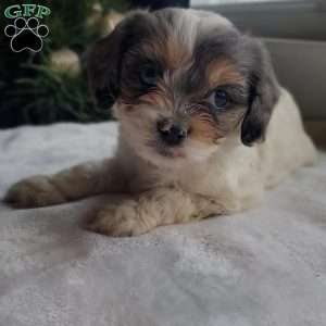 Lacy, Cavapoo Puppy