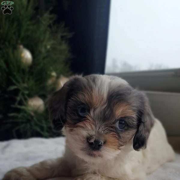 Lacy, Cavapoo Puppy