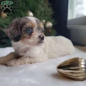 Lacy, Cavapoo Puppy