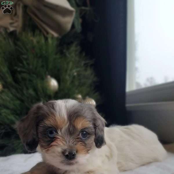 Lacy, Cavapoo Puppy