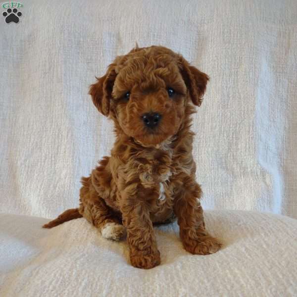 Zoe, Mini Goldendoodle Puppy