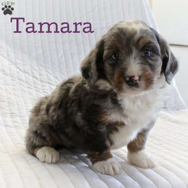 Tamara, Mini Bernedoodle Puppy