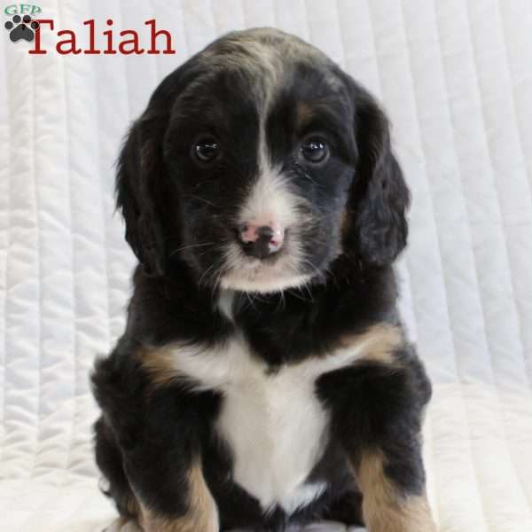 Taliah, Mini Bernedoodle Puppy