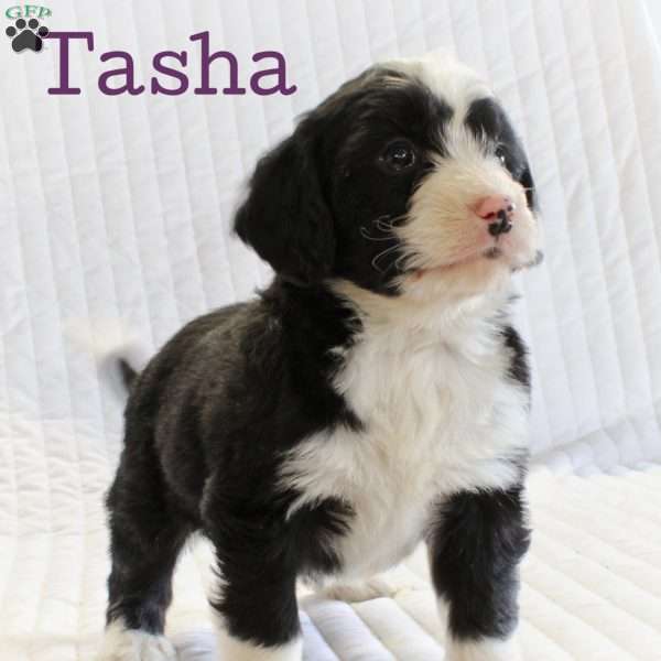 Tasha, Mini Bernedoodle Puppy