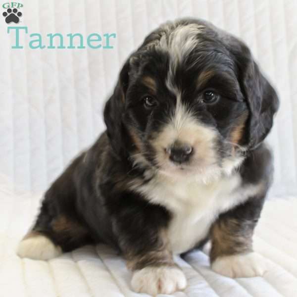 Tanner, Mini Bernedoodle Puppy