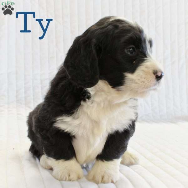 Ty, Mini Bernedoodle Puppy