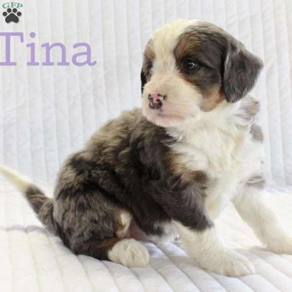 Tina, Mini Bernedoodle Puppy