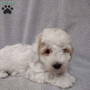 Rover, Mini Goldendoodle Puppy