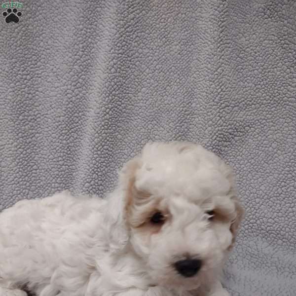 Rover, Mini Goldendoodle Puppy