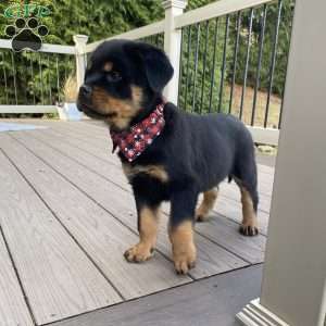 Hazel, Rottweiler Puppy