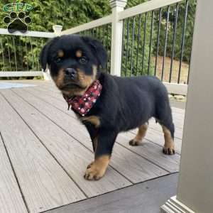 Hazel, Rottweiler Puppy