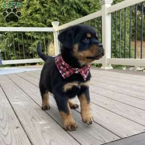 Hazel, Rottweiler Puppy