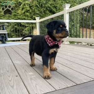 Hazel, Rottweiler Puppy