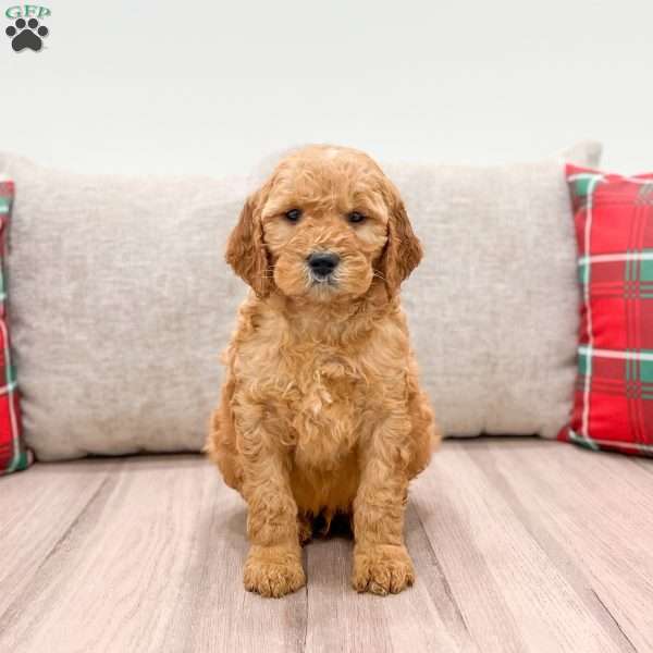 Archie, Mini Goldendoodle Puppy