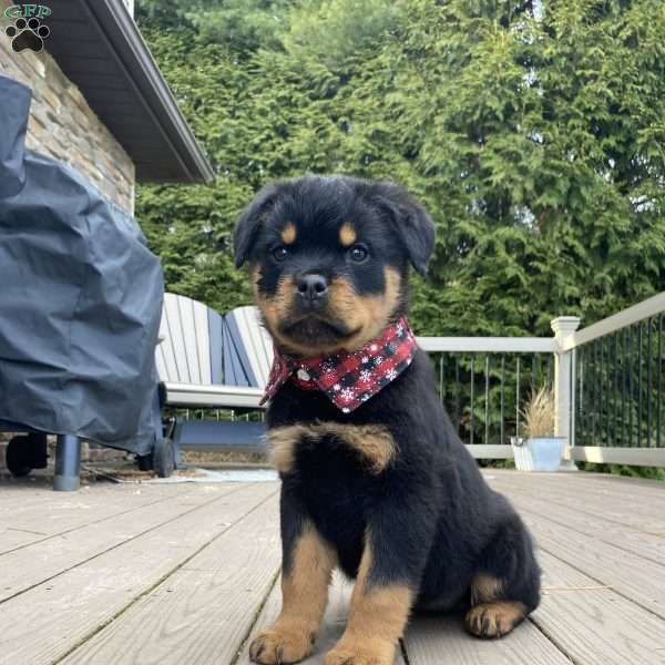 Charlie, Rottweiler Puppy