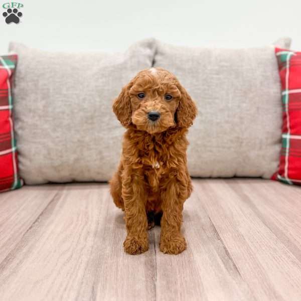 Max, Mini Goldendoodle Puppy