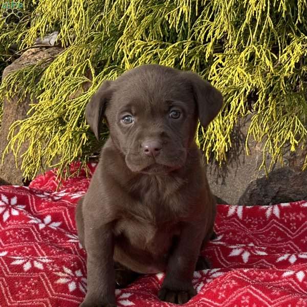 Poppy, Chocolate Labrador Retriever Puppy