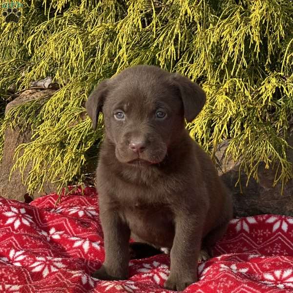 Peter, Chocolate Labrador Retriever Puppy