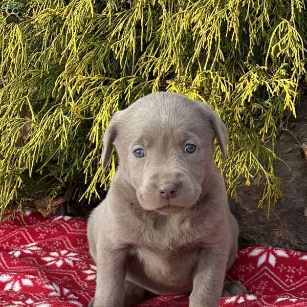 Felicity, Silver Labrador Retriever Puppy