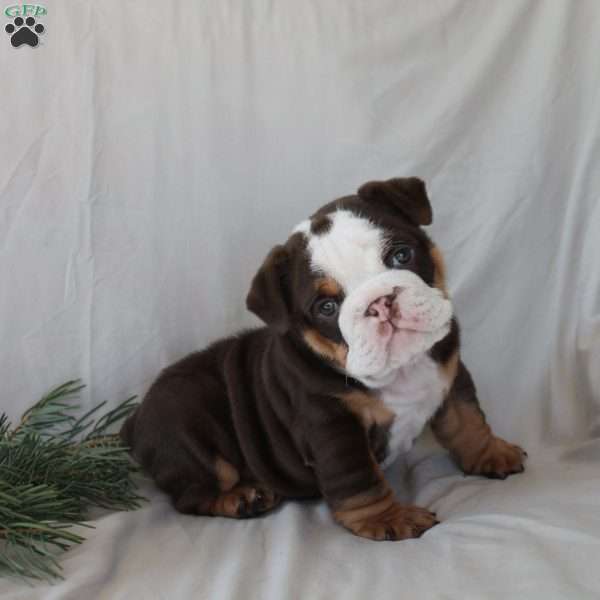 Peter, English Bulldog Puppy