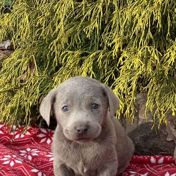 Ford, Silver Labrador Retriever Puppy