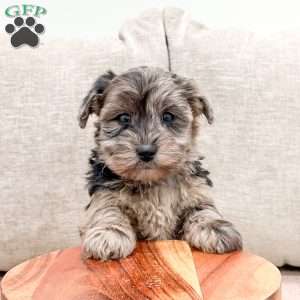 Bailey, Mini Whoodle Puppy