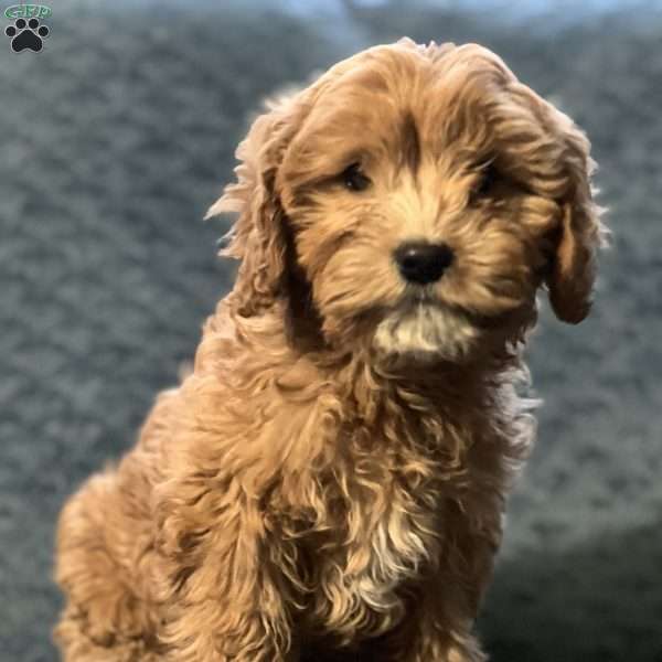 Callie, Cavapoo Puppy