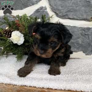 Jackson, Yorkie Poo Puppy