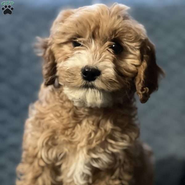 Charlotte, Cavapoo Puppy