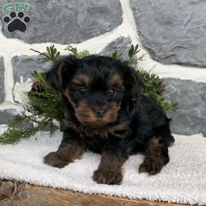 Jackson, Yorkie Poo Puppy