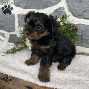 Jackson, Yorkie Poo Puppy