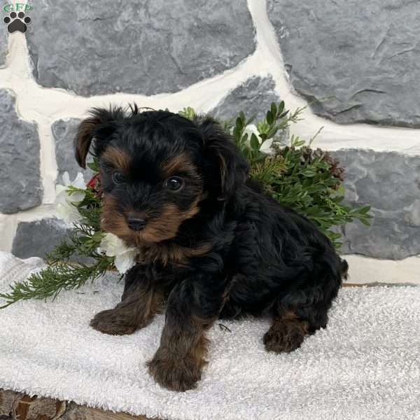 Jackson, Yorkie Poo Puppy