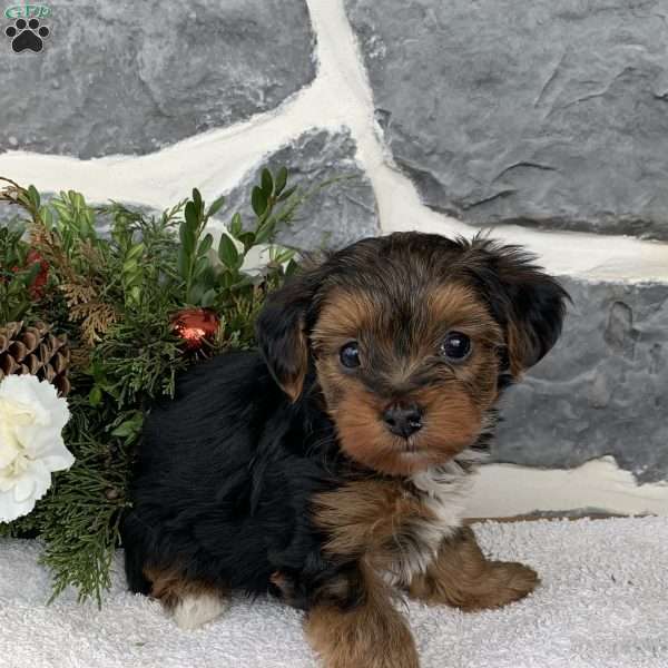 Jingles, Yorkie Poo Puppy